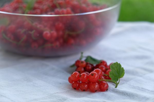 заморозка ягод на зиму фото